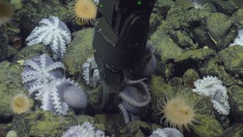 Media type: image;   Invertebrate Zoology 153105 Description: live specimen;